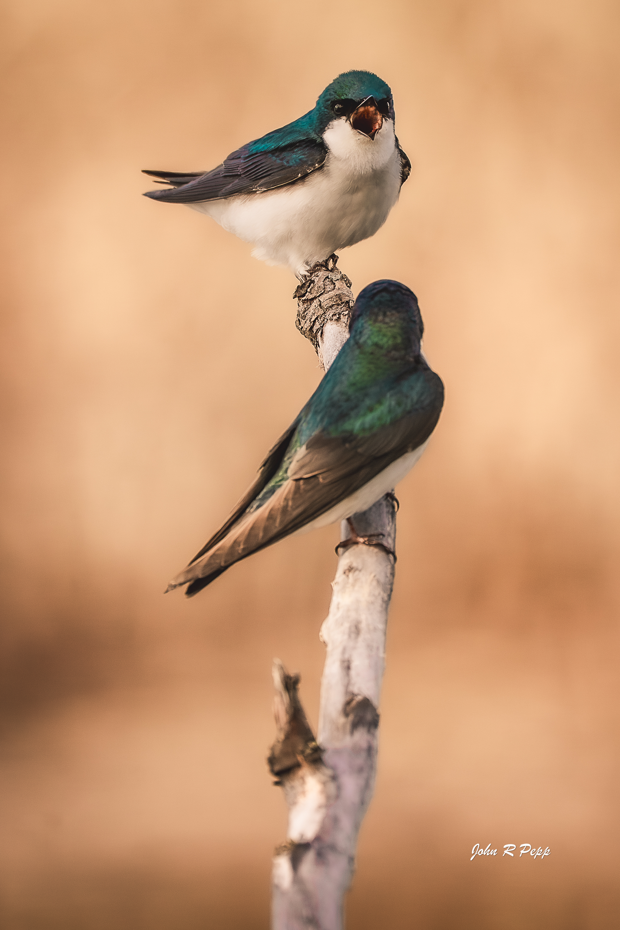 Tree Swallow Print-1.jpg