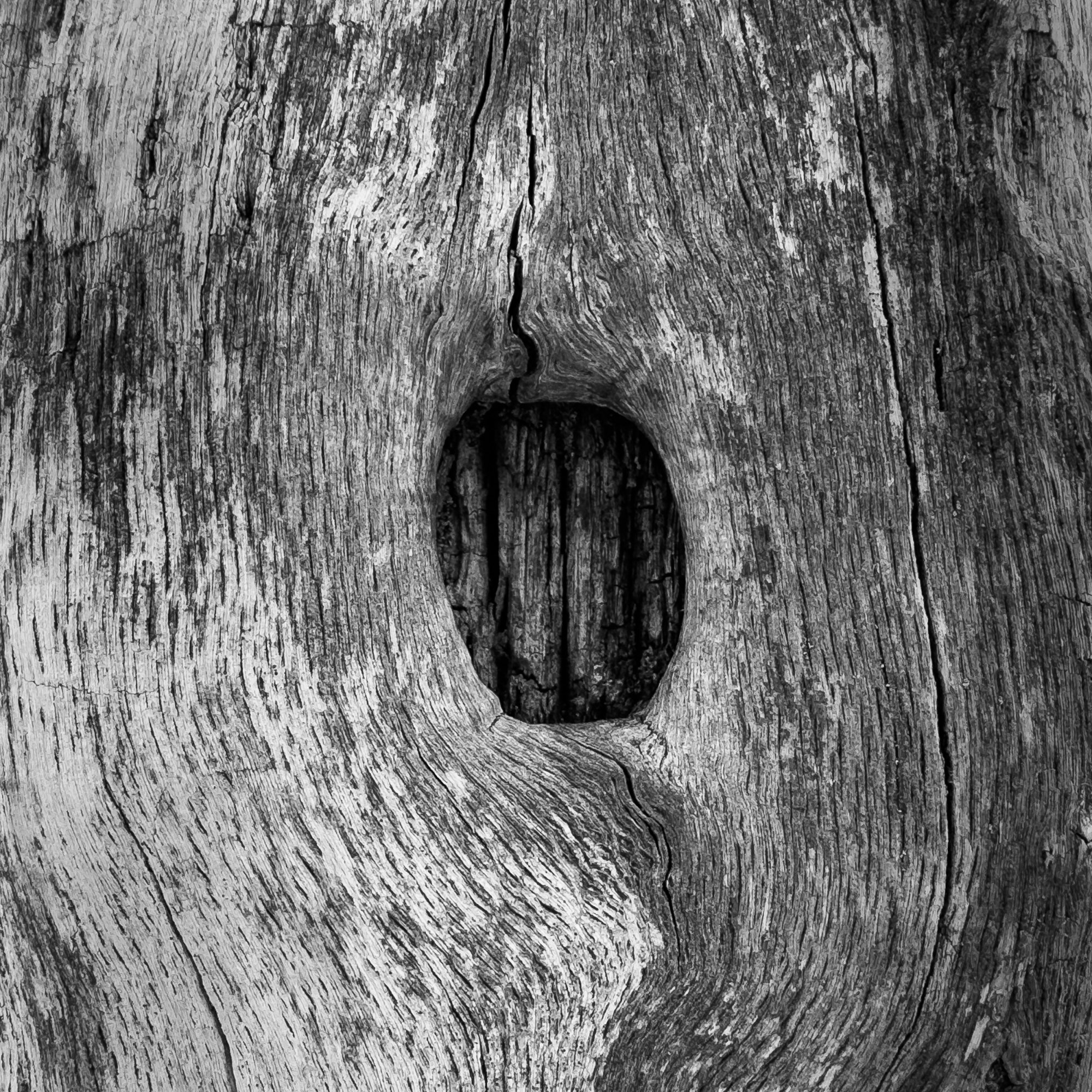 Tree20250722.jpg