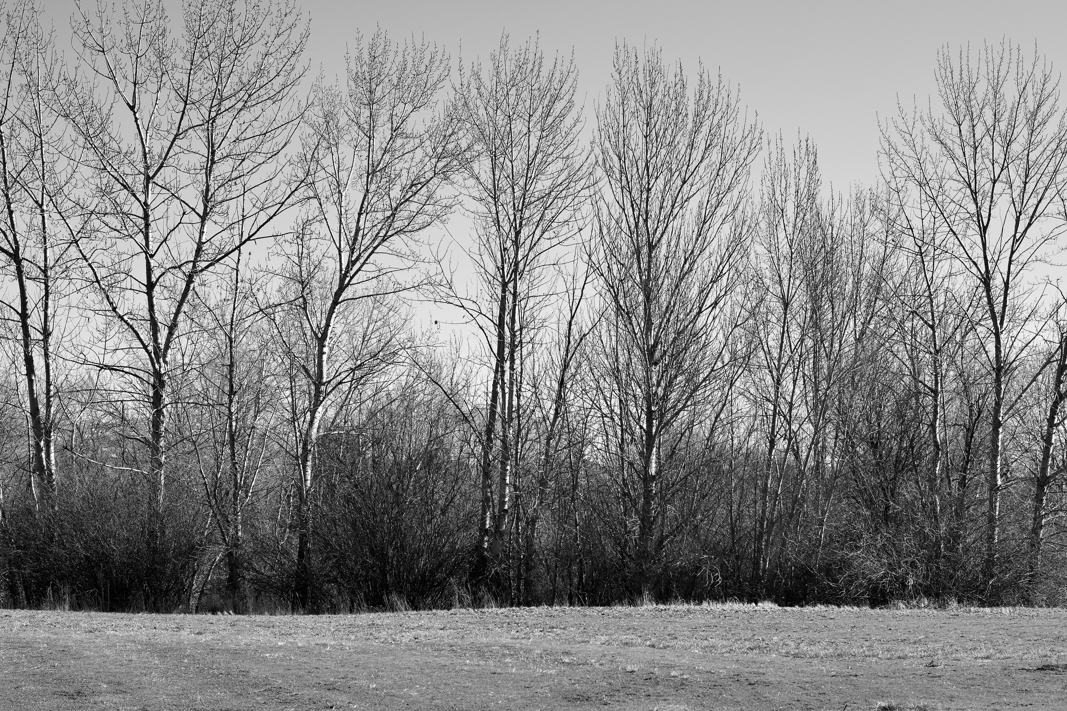trees - 1.jpeg