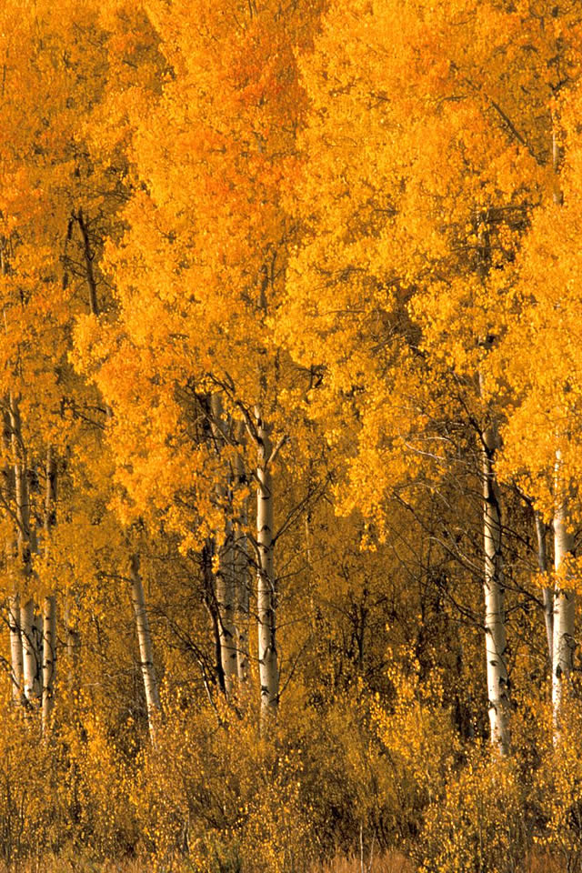 trees1.jpg