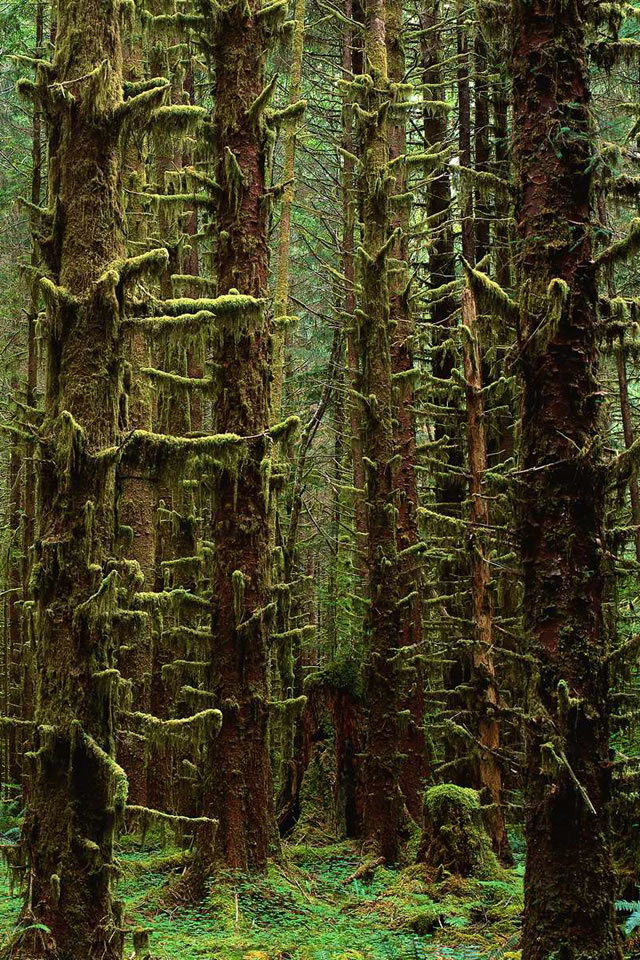 trees10.jpg