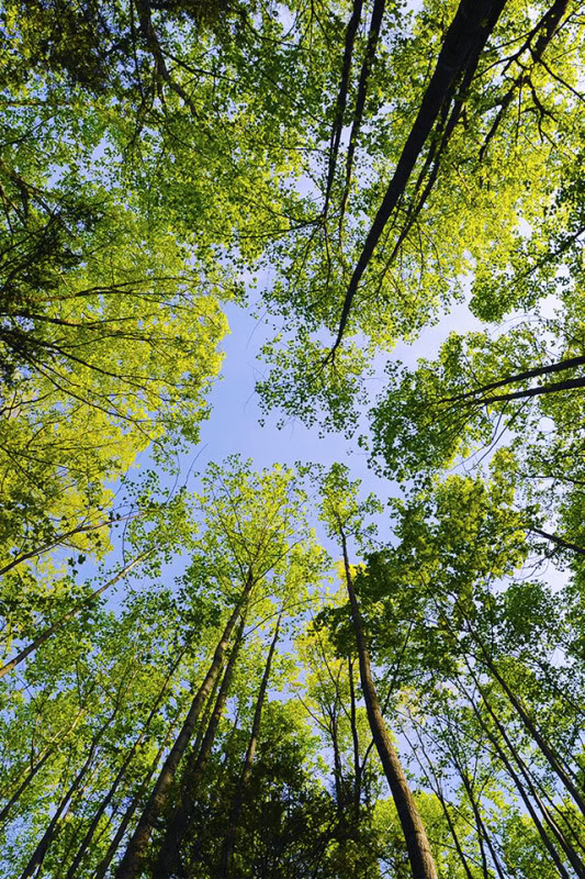 trees11.jpg