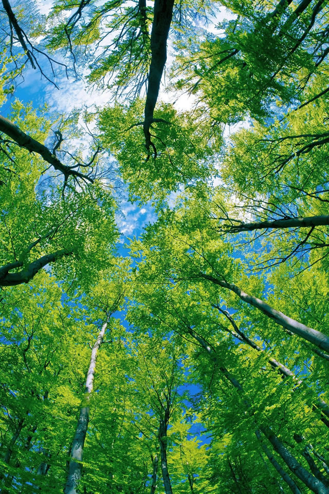 trees2.jpg