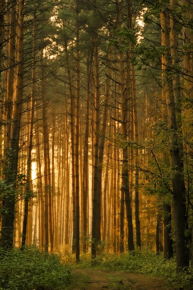 trees3.jpg