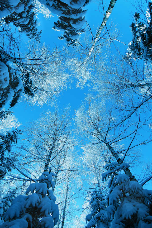 trees4.jpg