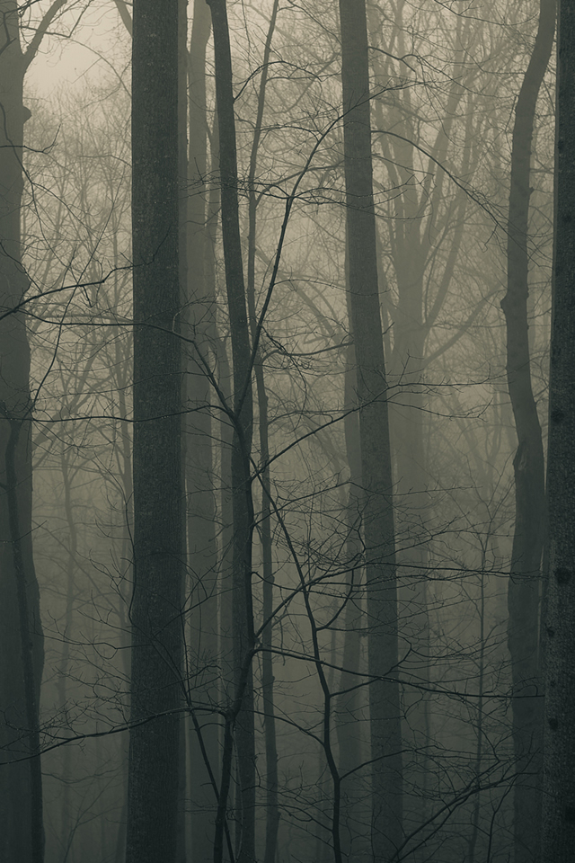 trees5.jpg