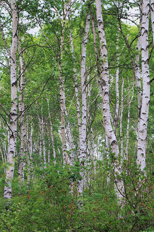 trees6.jpg