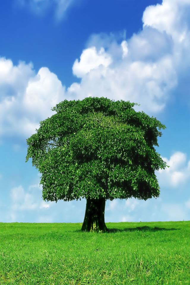 trees7.jpg