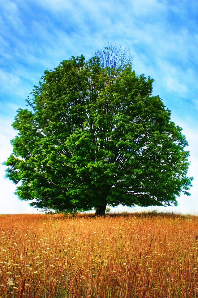 trees8.jpg