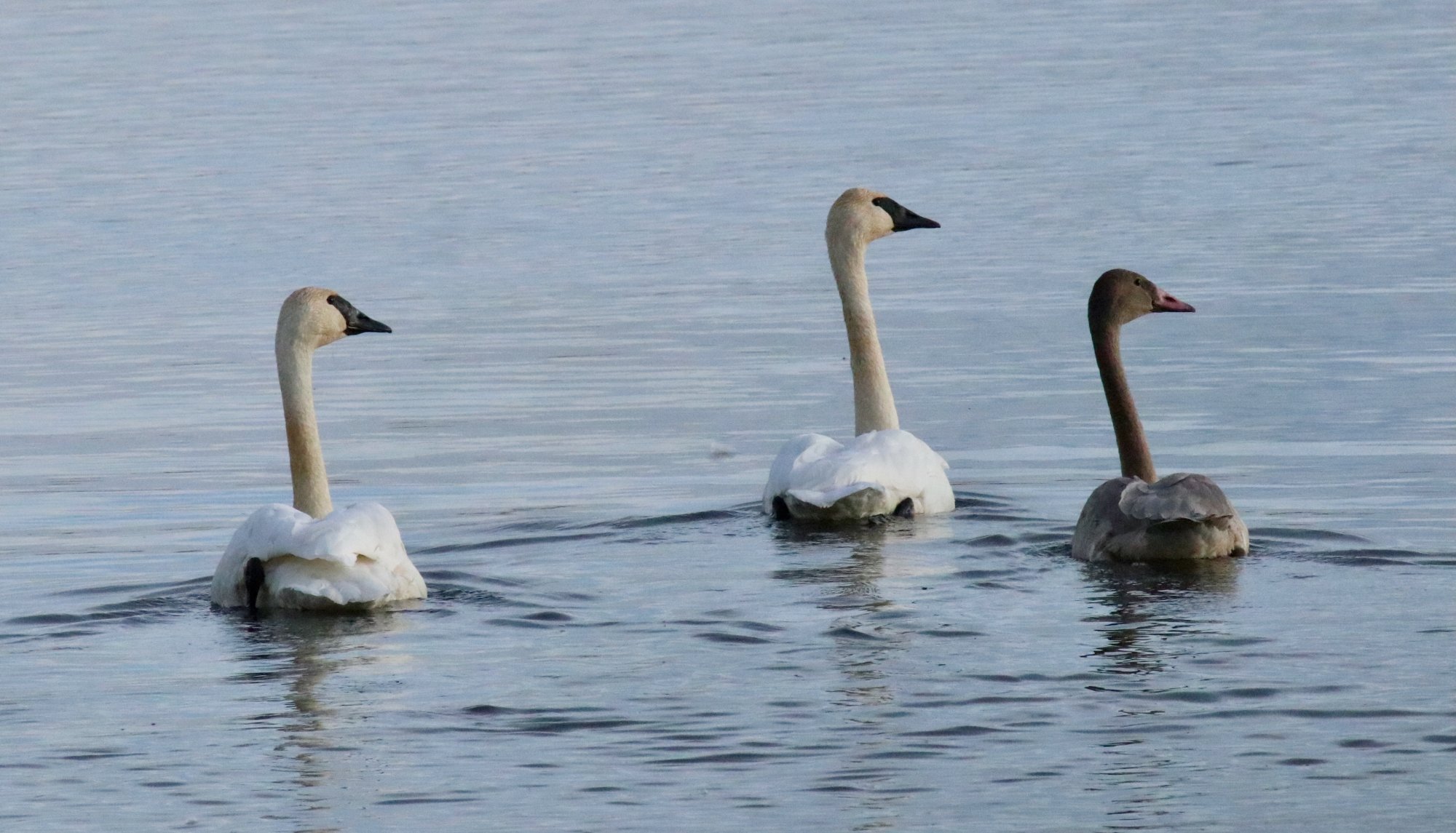 Trumpeter Swans on Lake Wabamun.jpeg