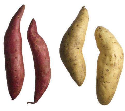 ttar_sweet_potatoes_h.jpg