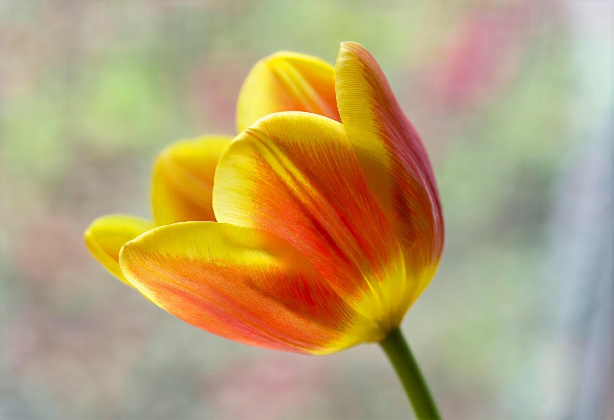 Tulip Delightfulness in Springtime.jpeg