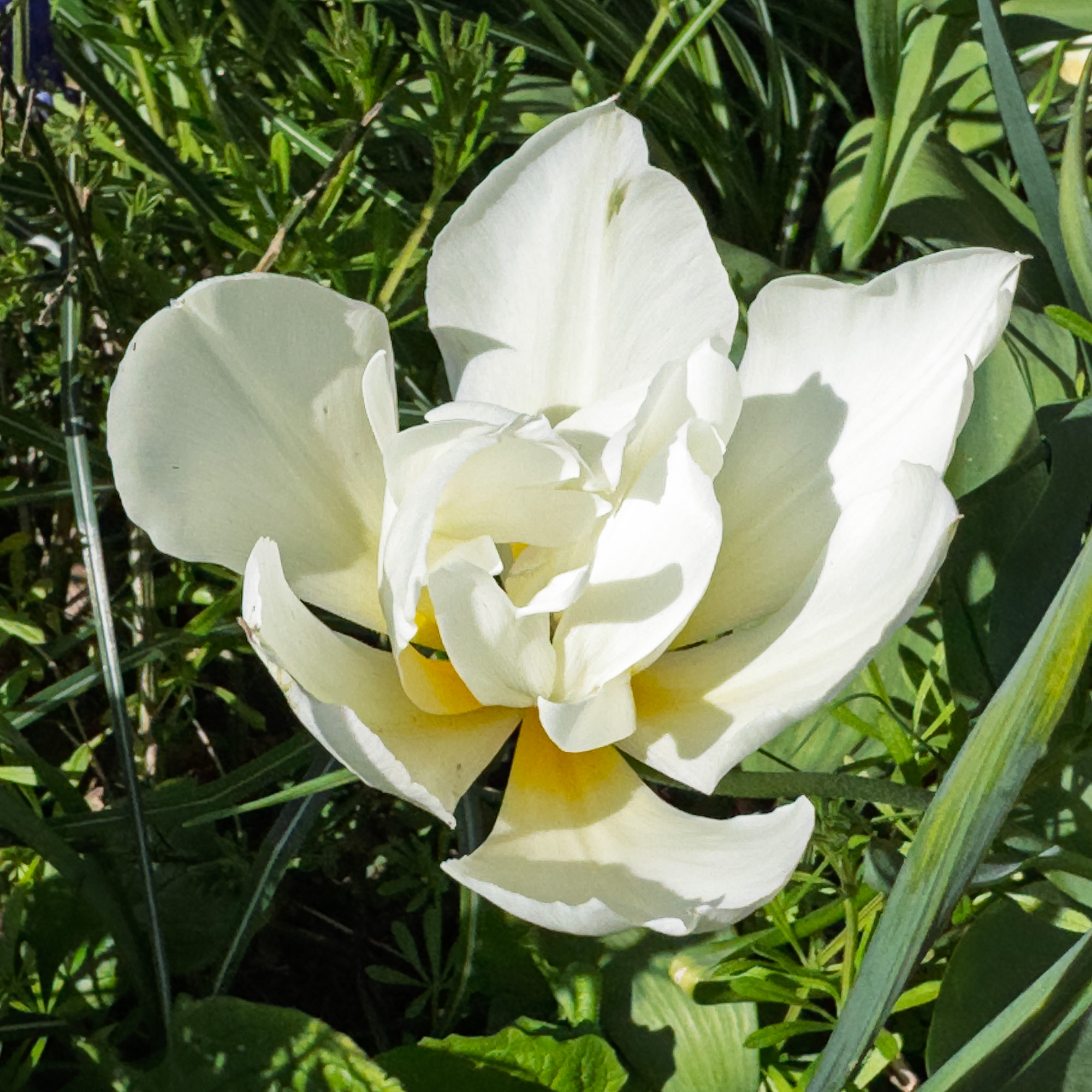 Tulip20250408-3.jpg