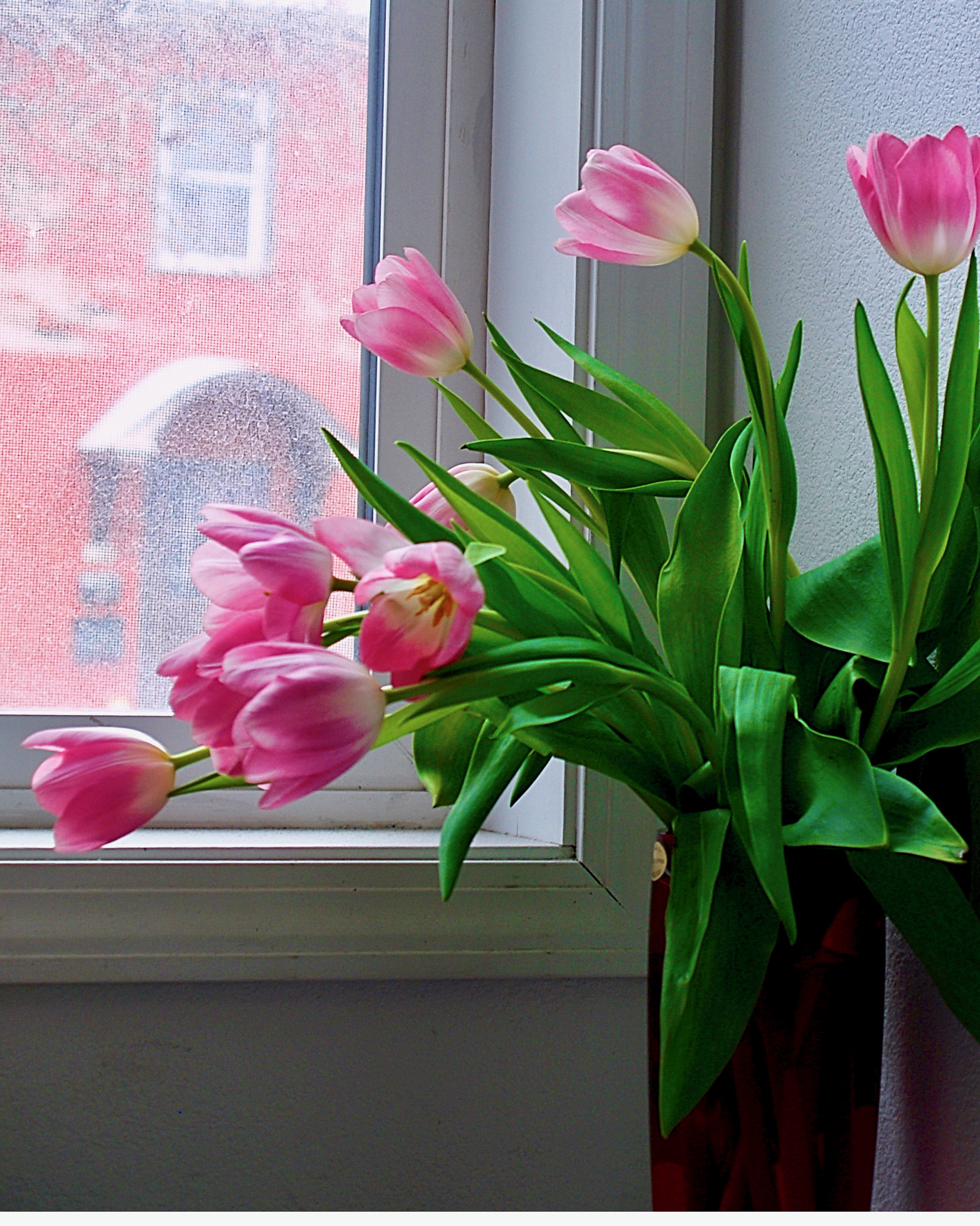 tulips - 1.jpeg