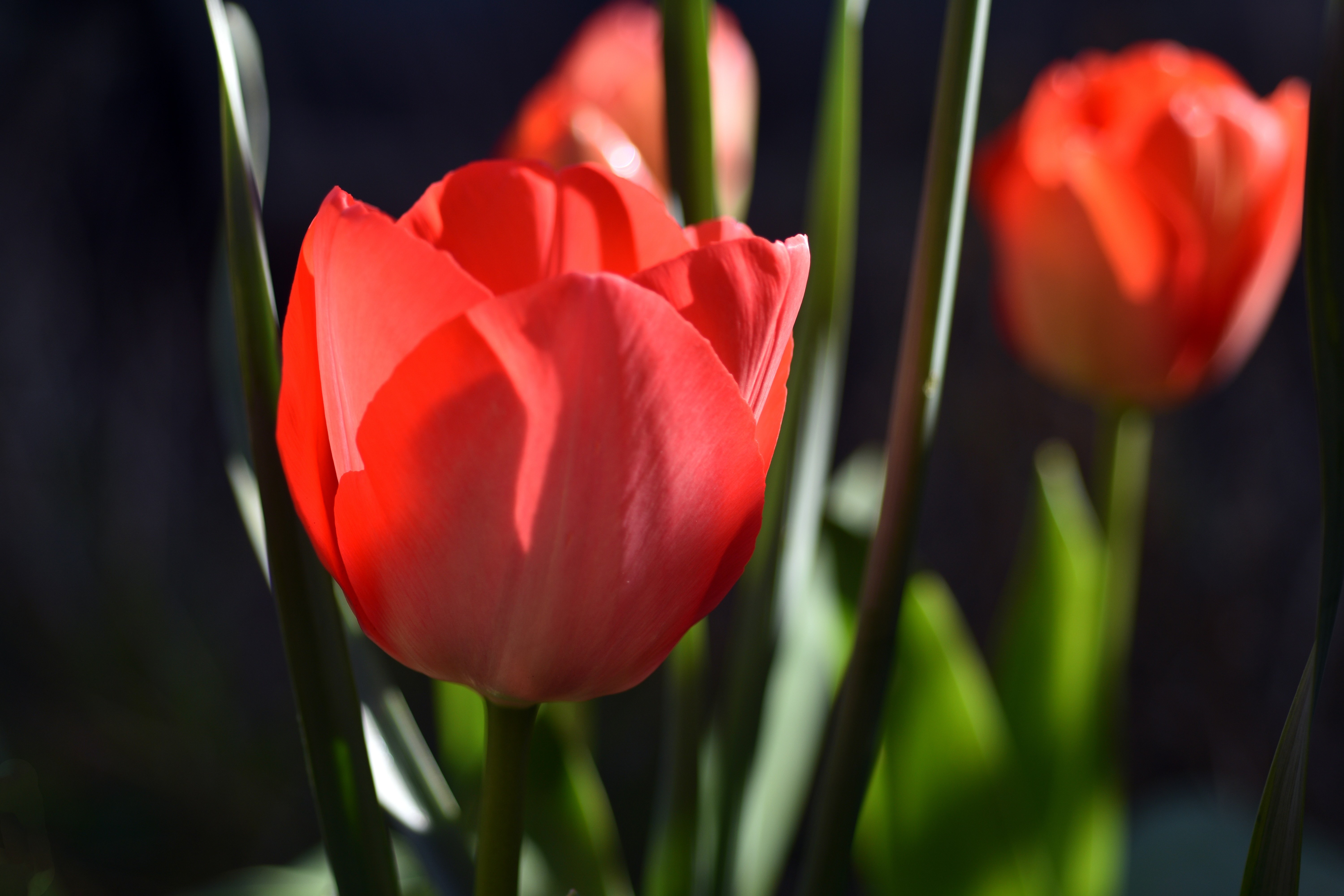 Tulips in Spring.jpeg