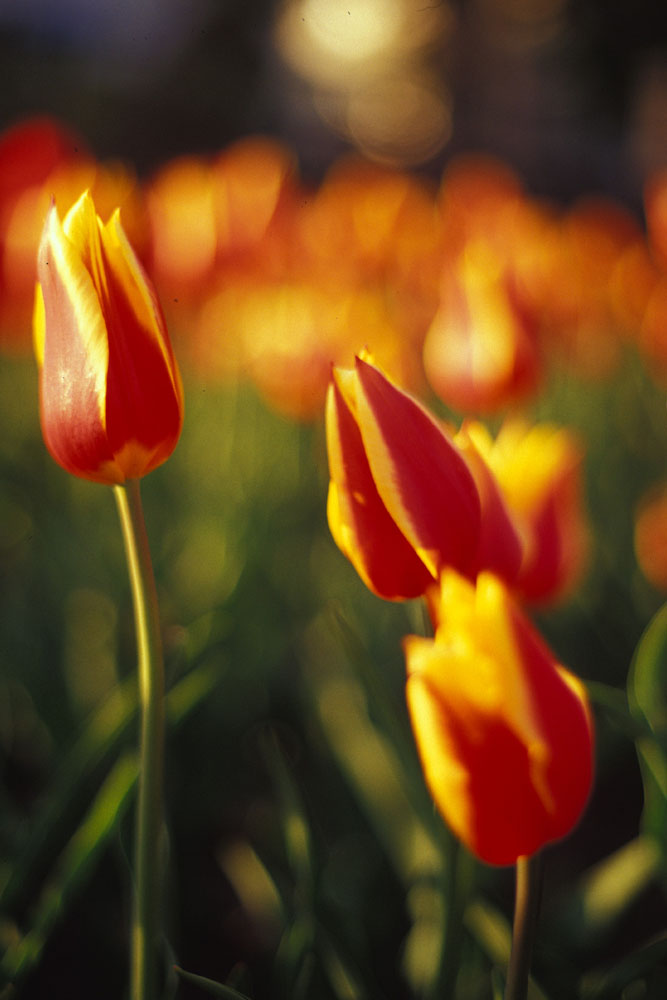 tulips.jpg