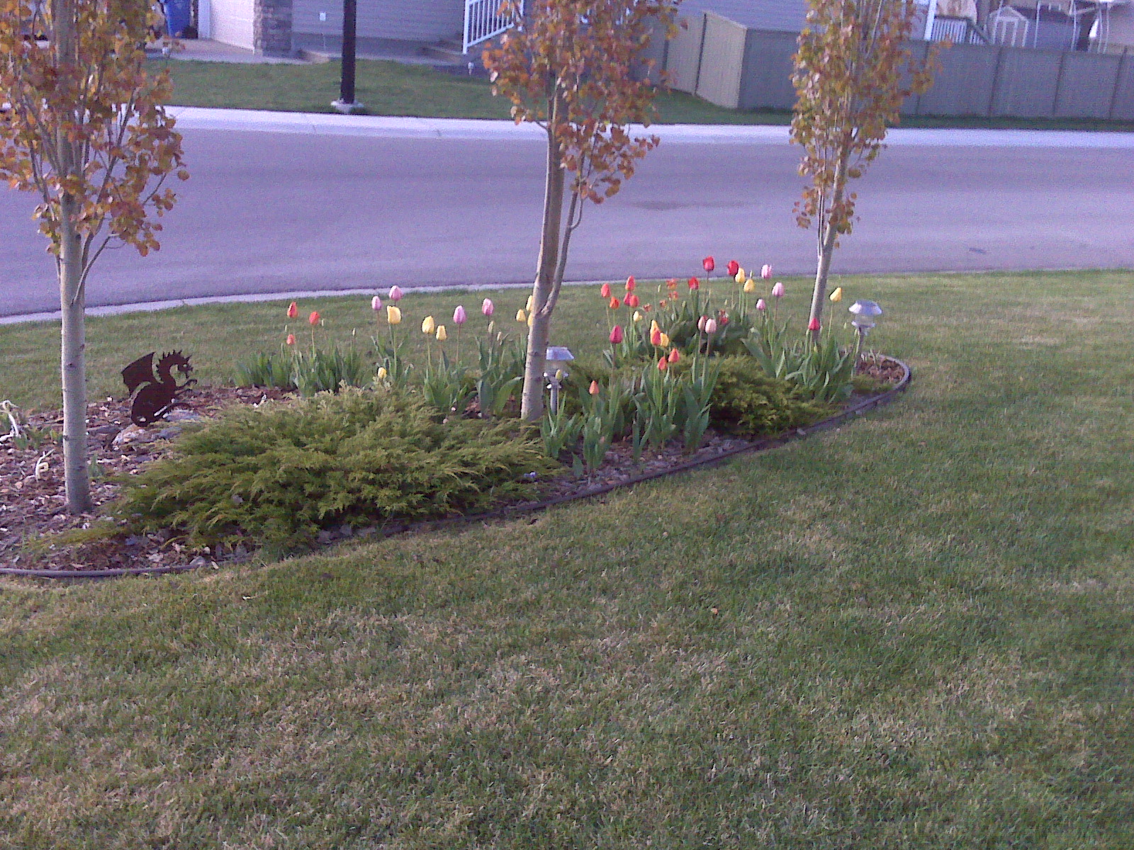 tulips.jpg