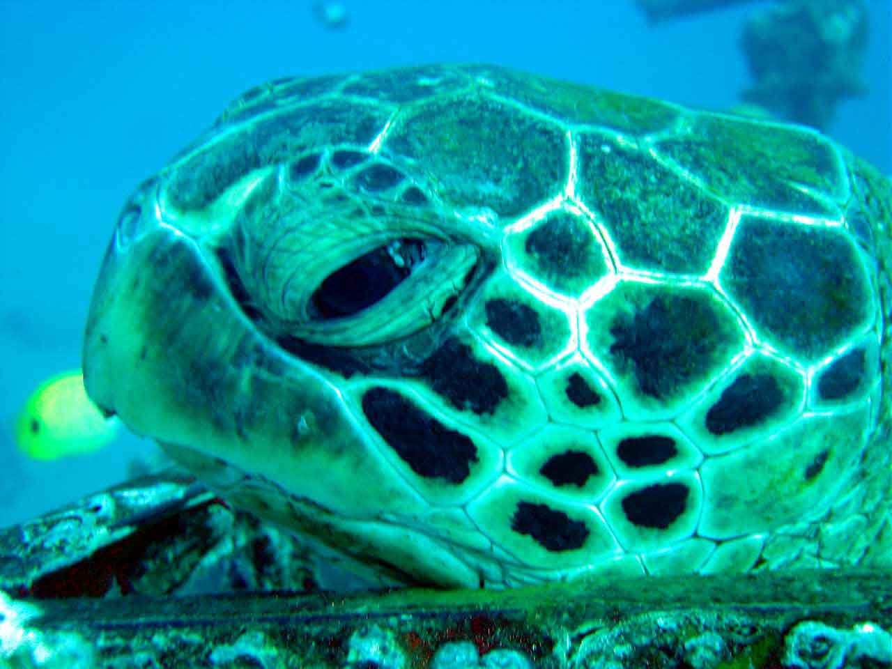 Turtle-web.jpg