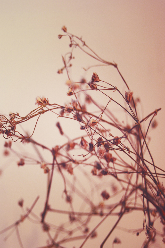 twigs.jpg