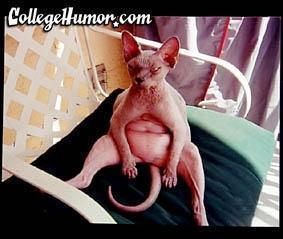 ugliest cat.jpg