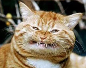 ugly+cat.jpg