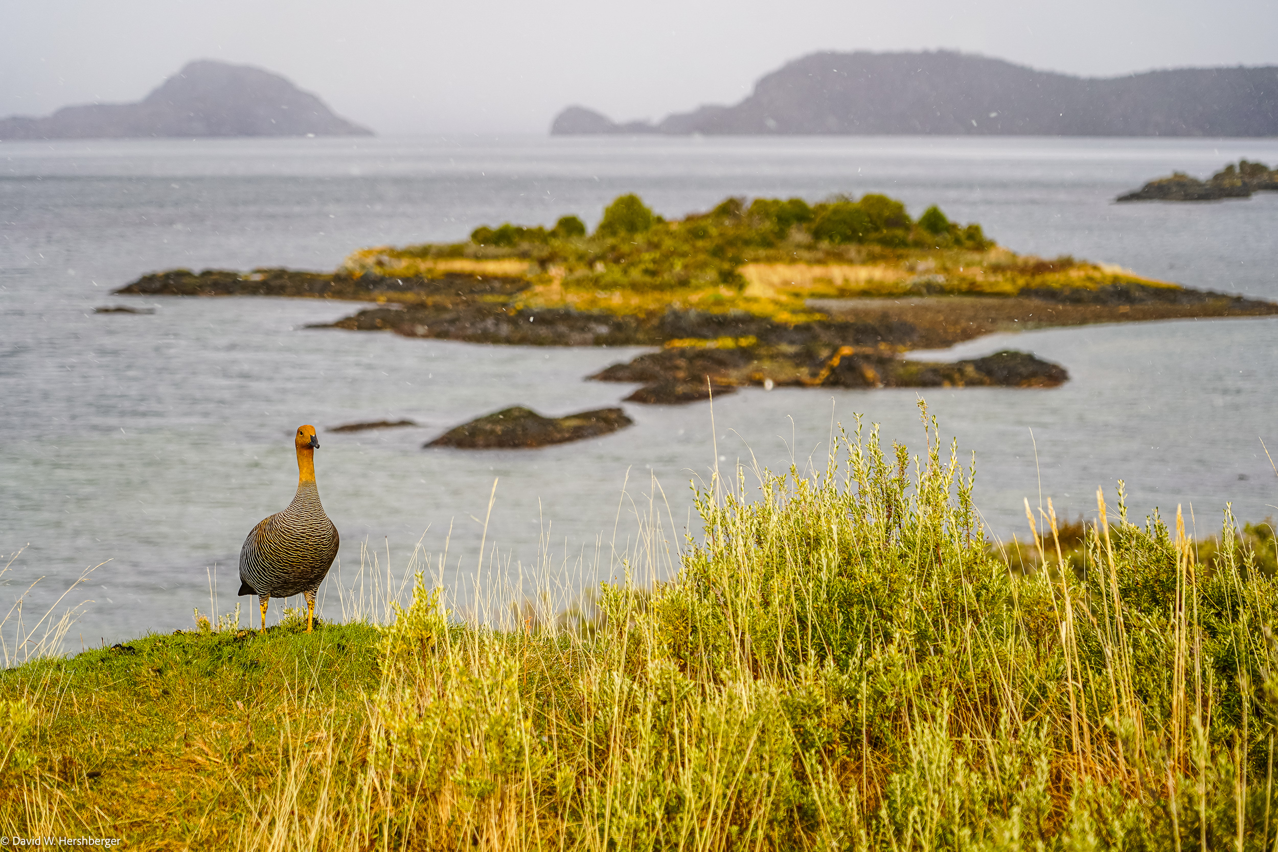 Upland Goose.jpg