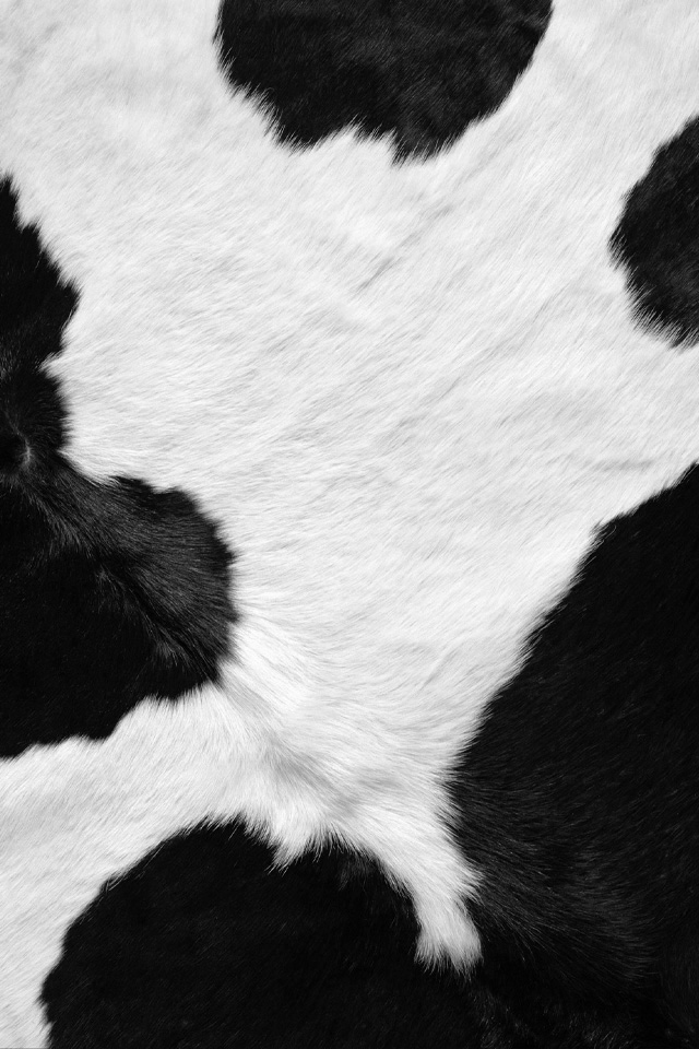 vache.jpg