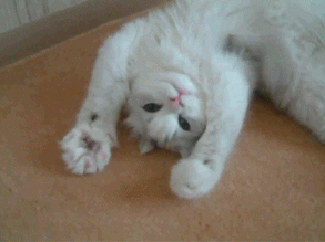 viawhiteanimals.gif