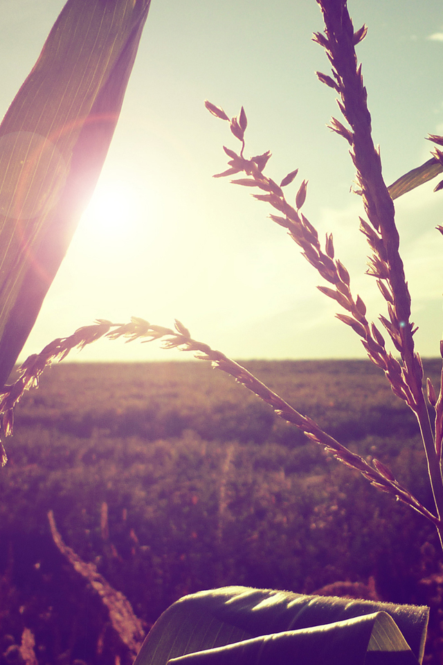 Vintage Wheat.jpg