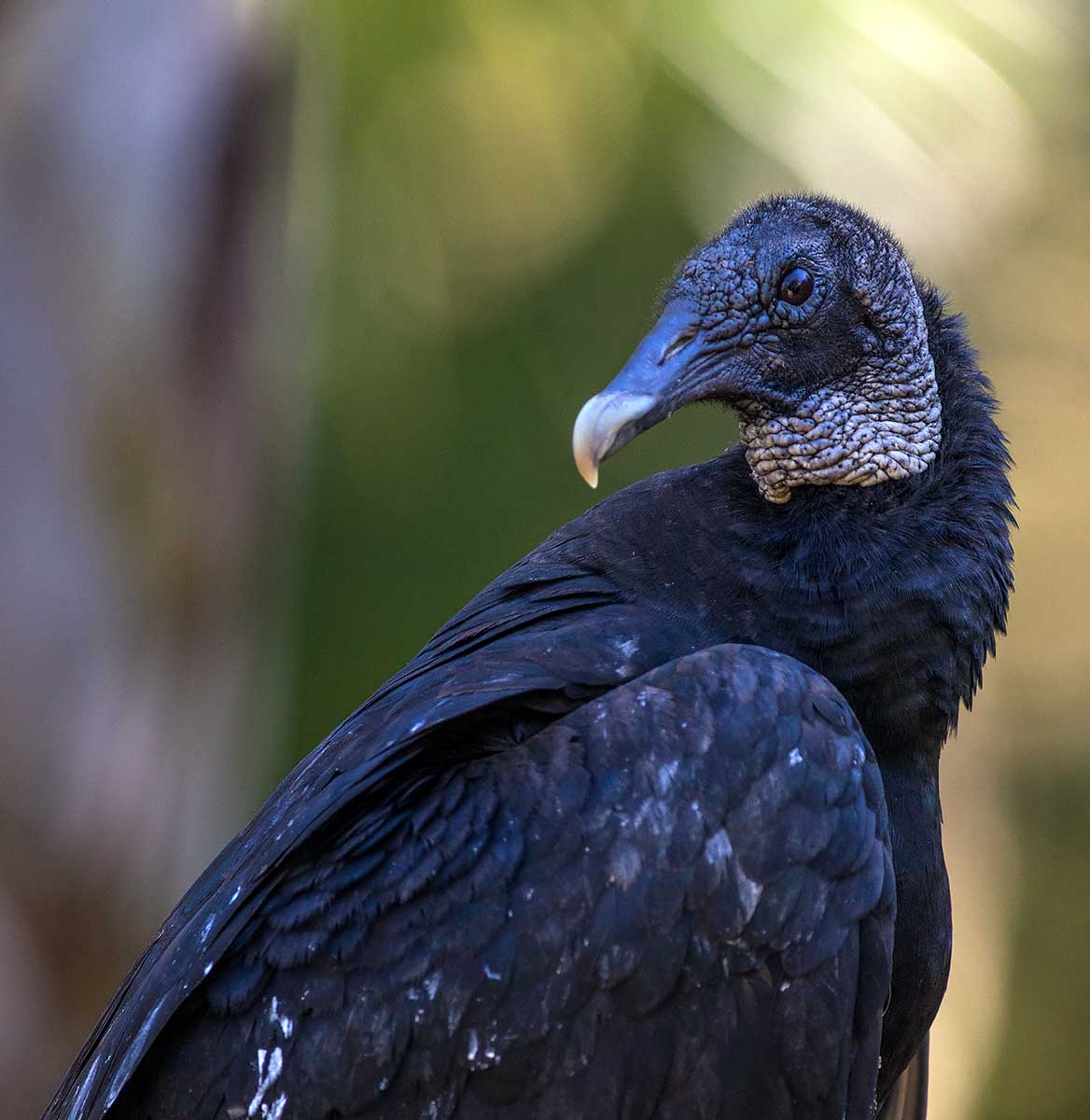 vulture.jpg