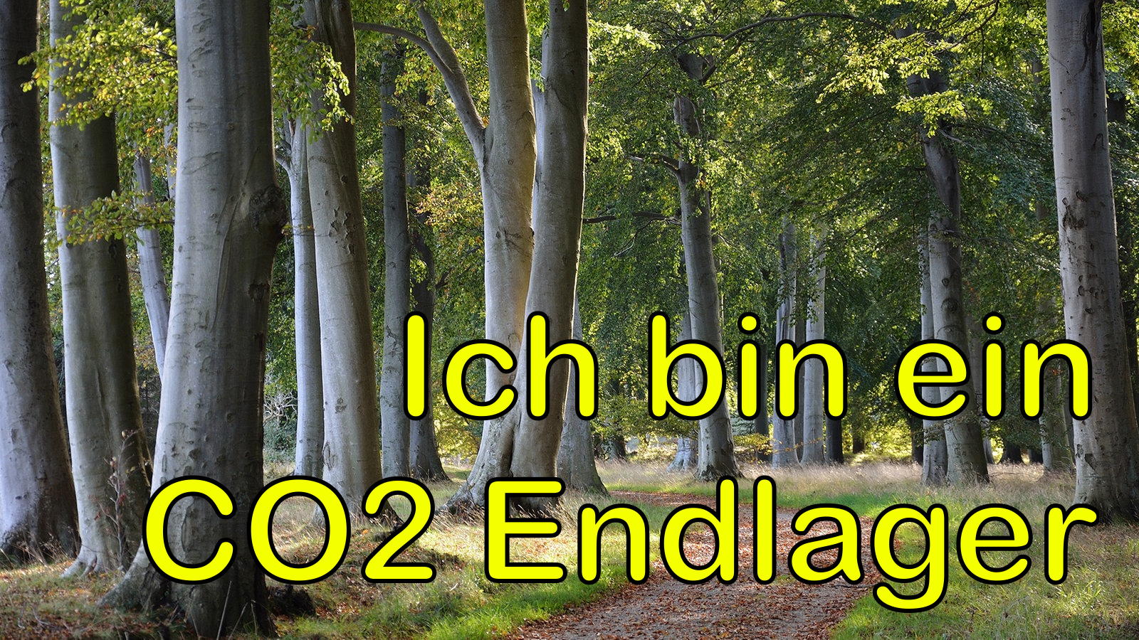 waldweg-unser-wald-100__v-gseagaleriexl.jpeg