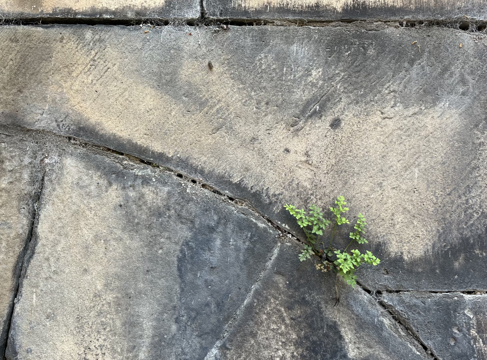 Wall-rue.jpeg