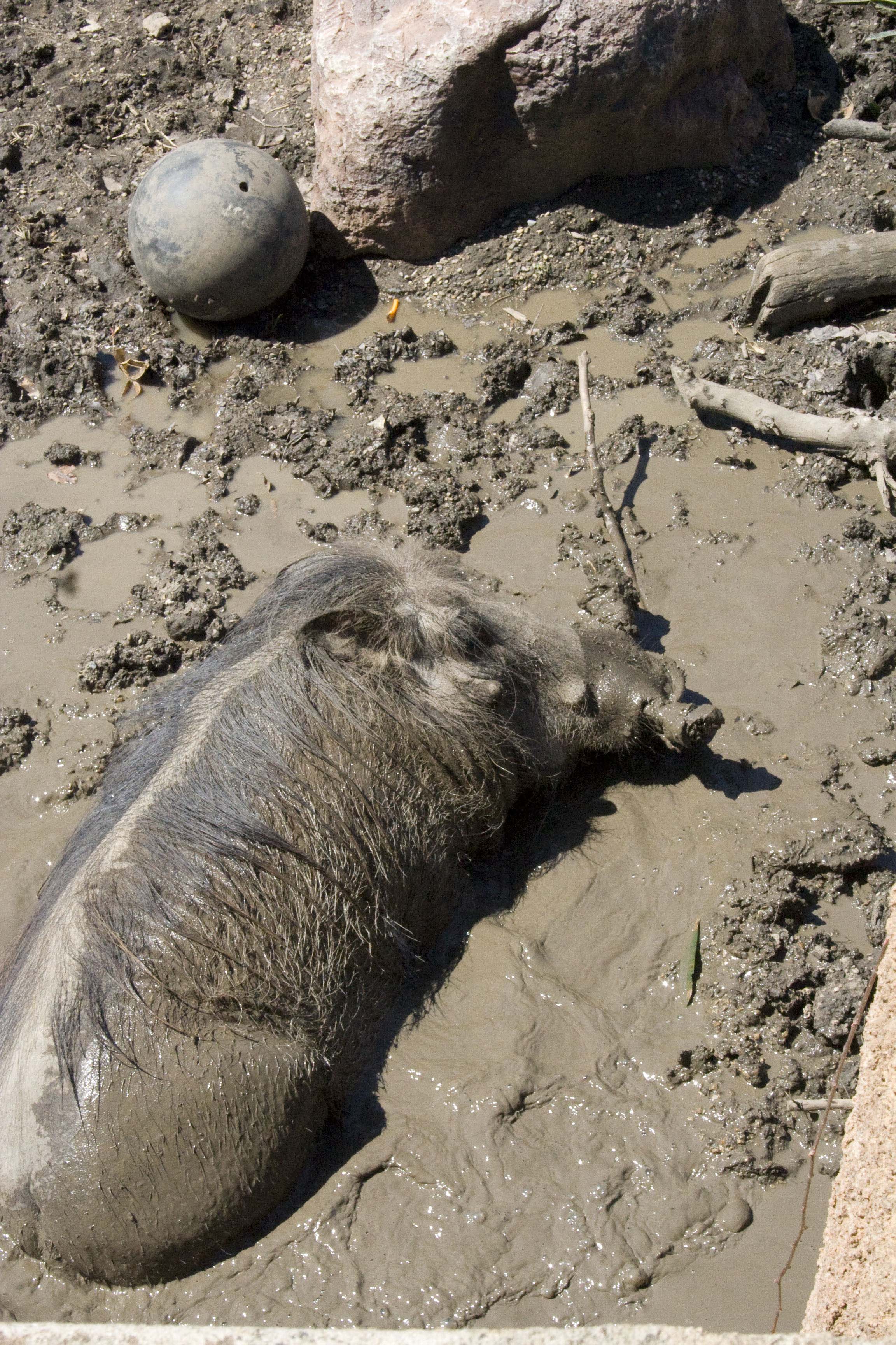 Warthog_in_mud.jpg