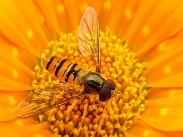 Wasp 001.jpg