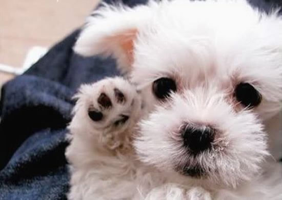 waving1.jpg