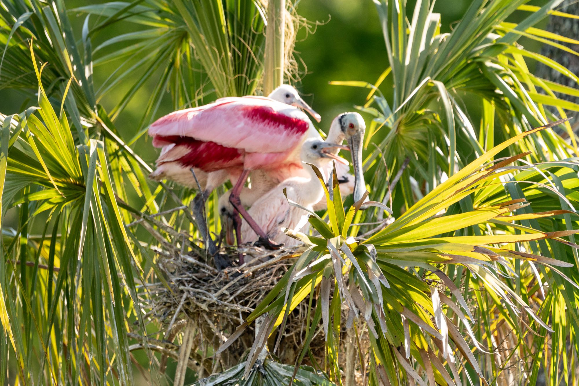 Wetlands March 2025 - 2500px-10.jpg