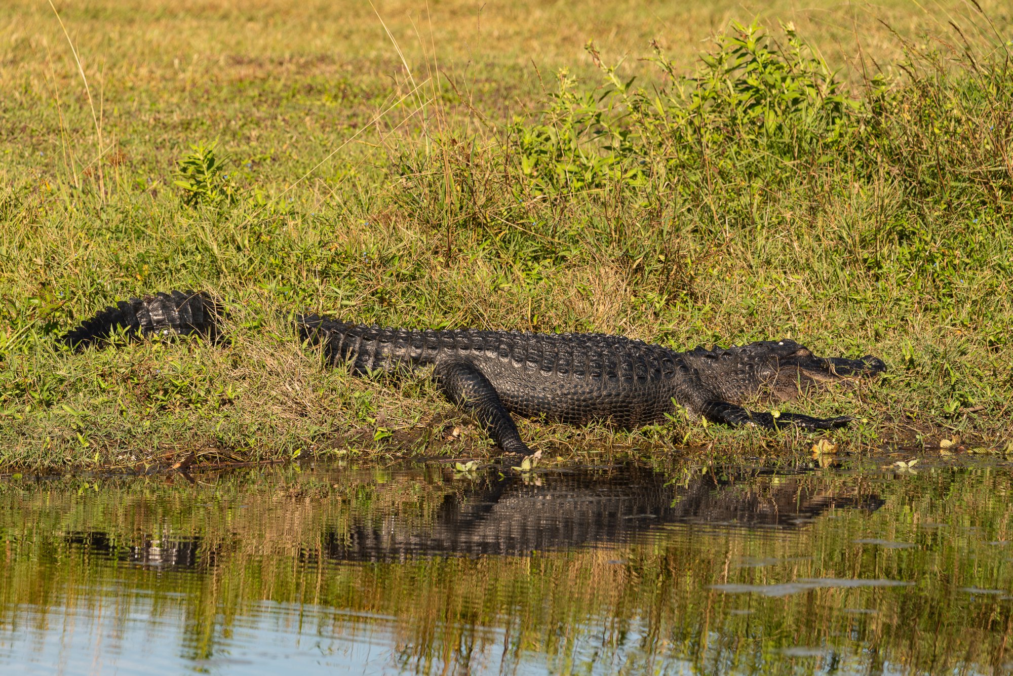 Wetlands Nov 2023 - 2500px-21.jpg