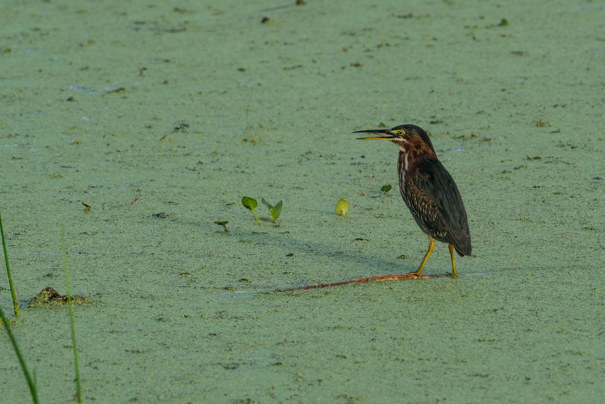 Wetlands Oct 2025 -2500px-6.jpg