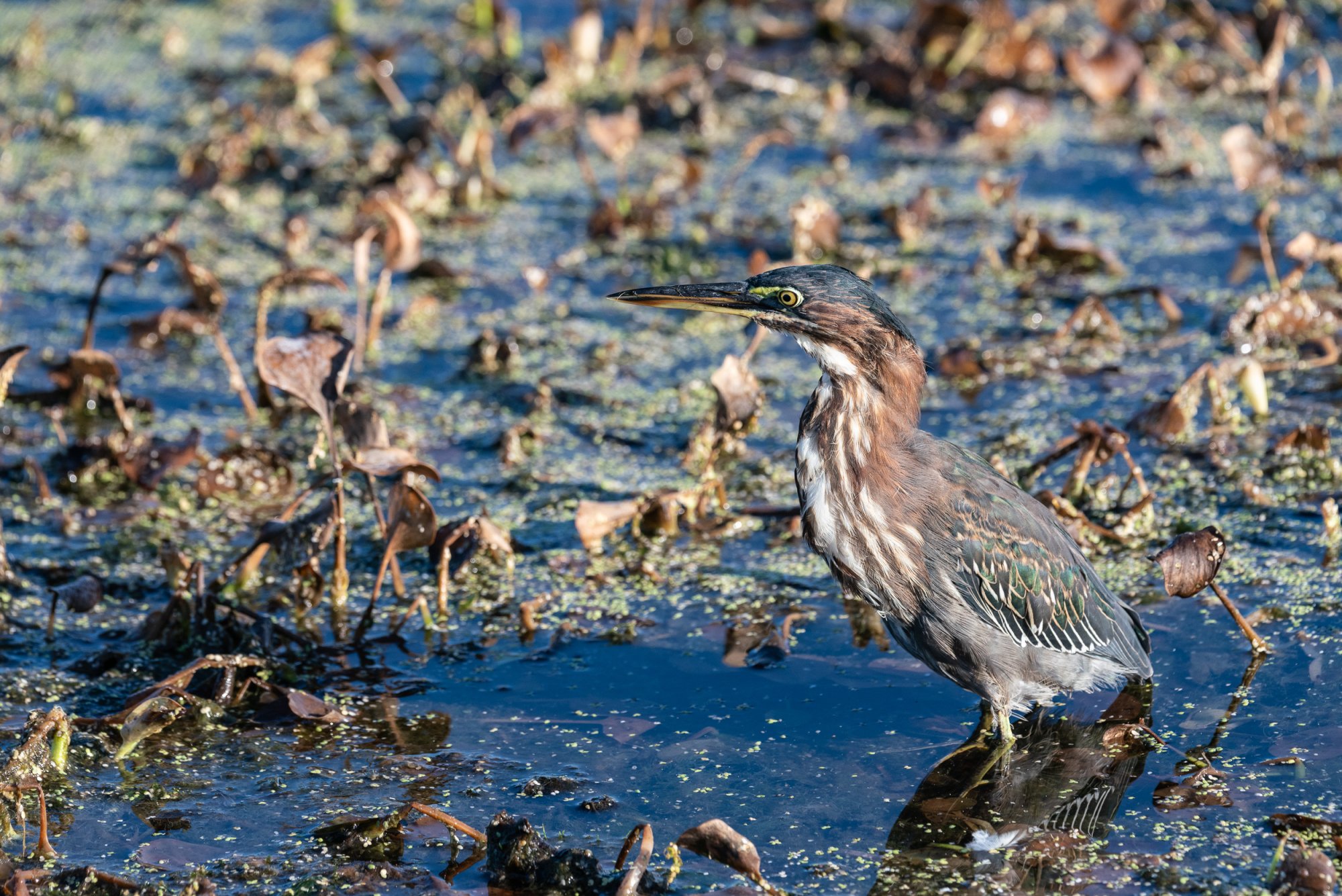Wetlands Sept 2025-2-2500px-10.jpg