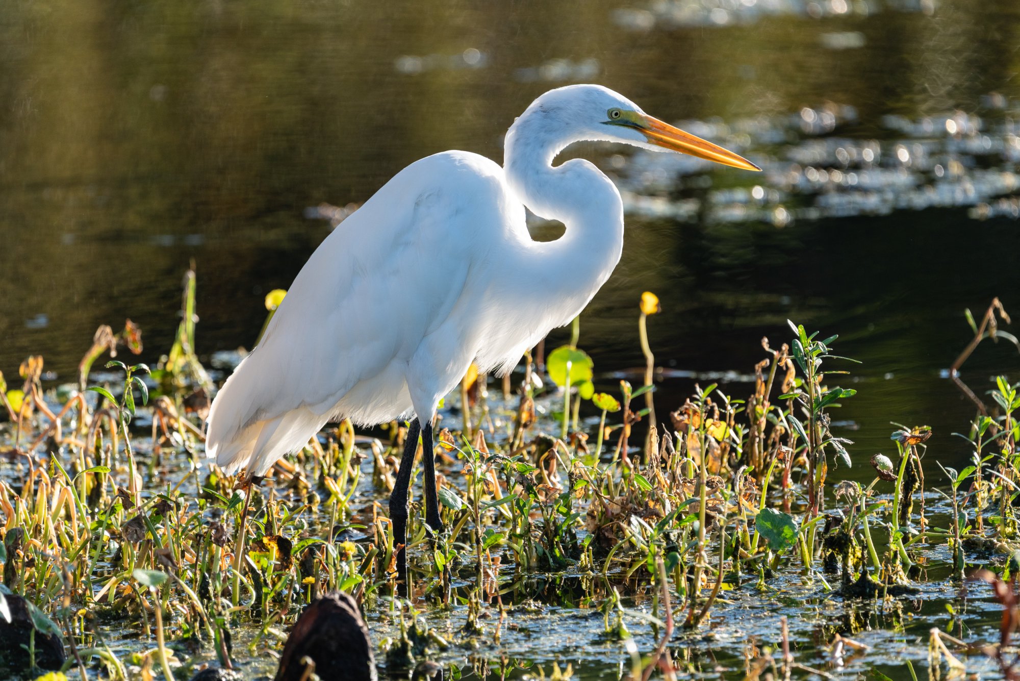 Wetlands Sept 2025-2-2500px-5.jpg