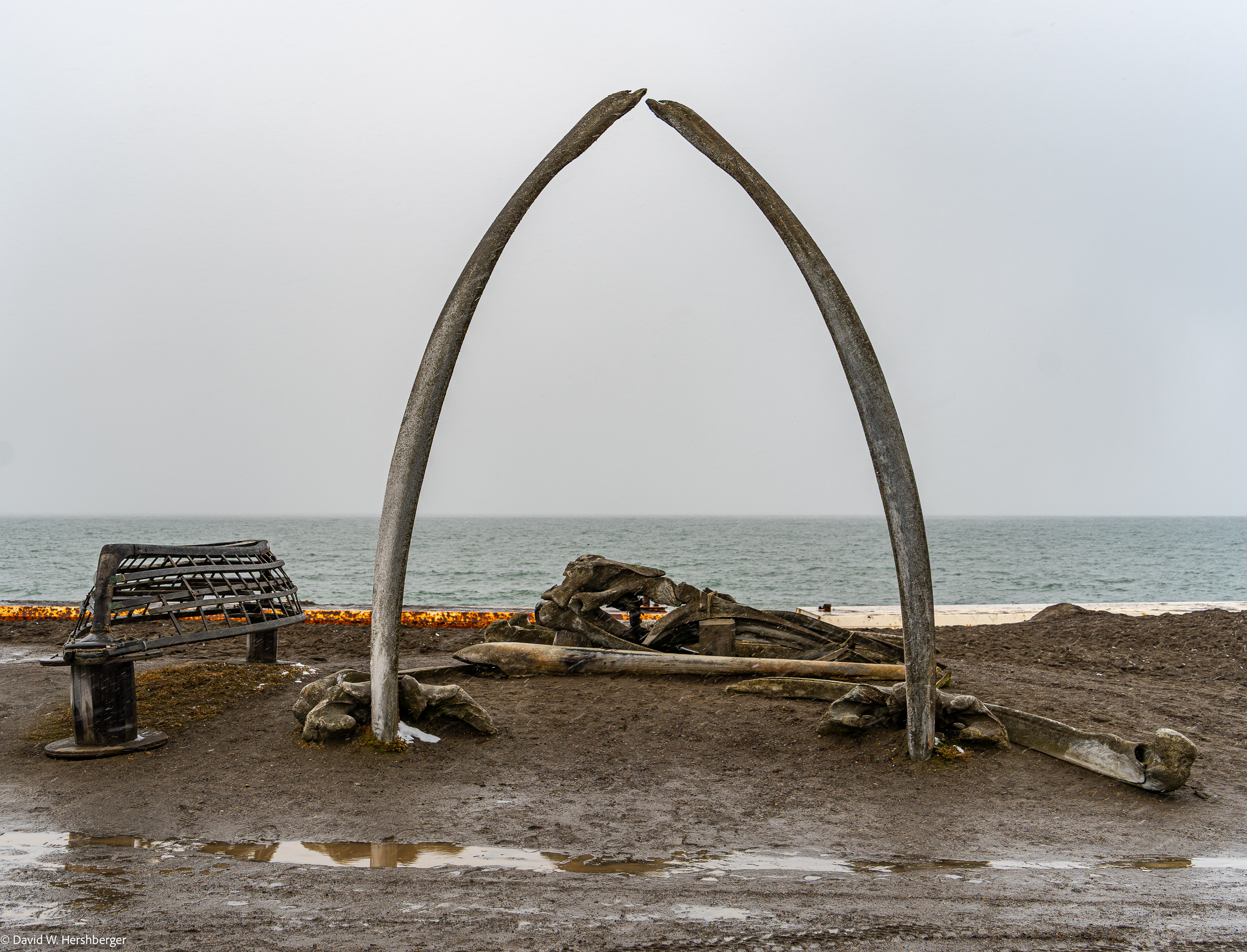 Whale Bones.jpg