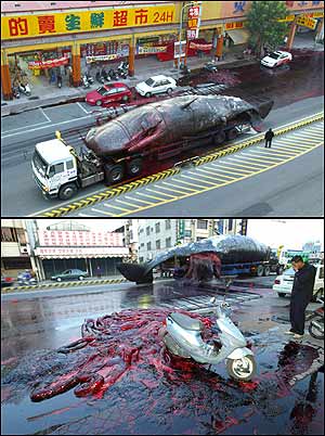 whale.jpg