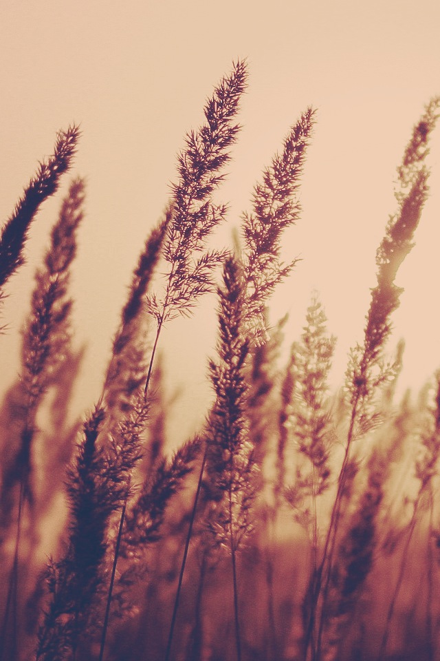 Wheaty.jpg