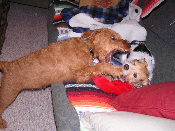 Whiskey and Sadie.jpg
