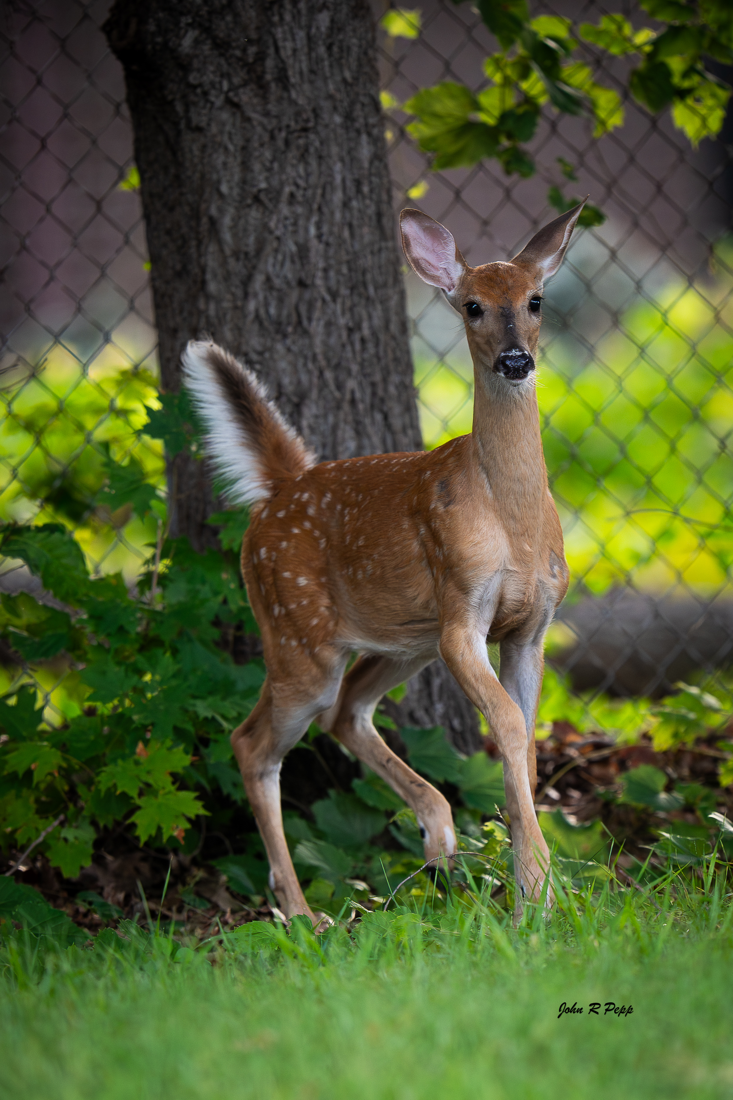 White-tailed Deer-1.jpg