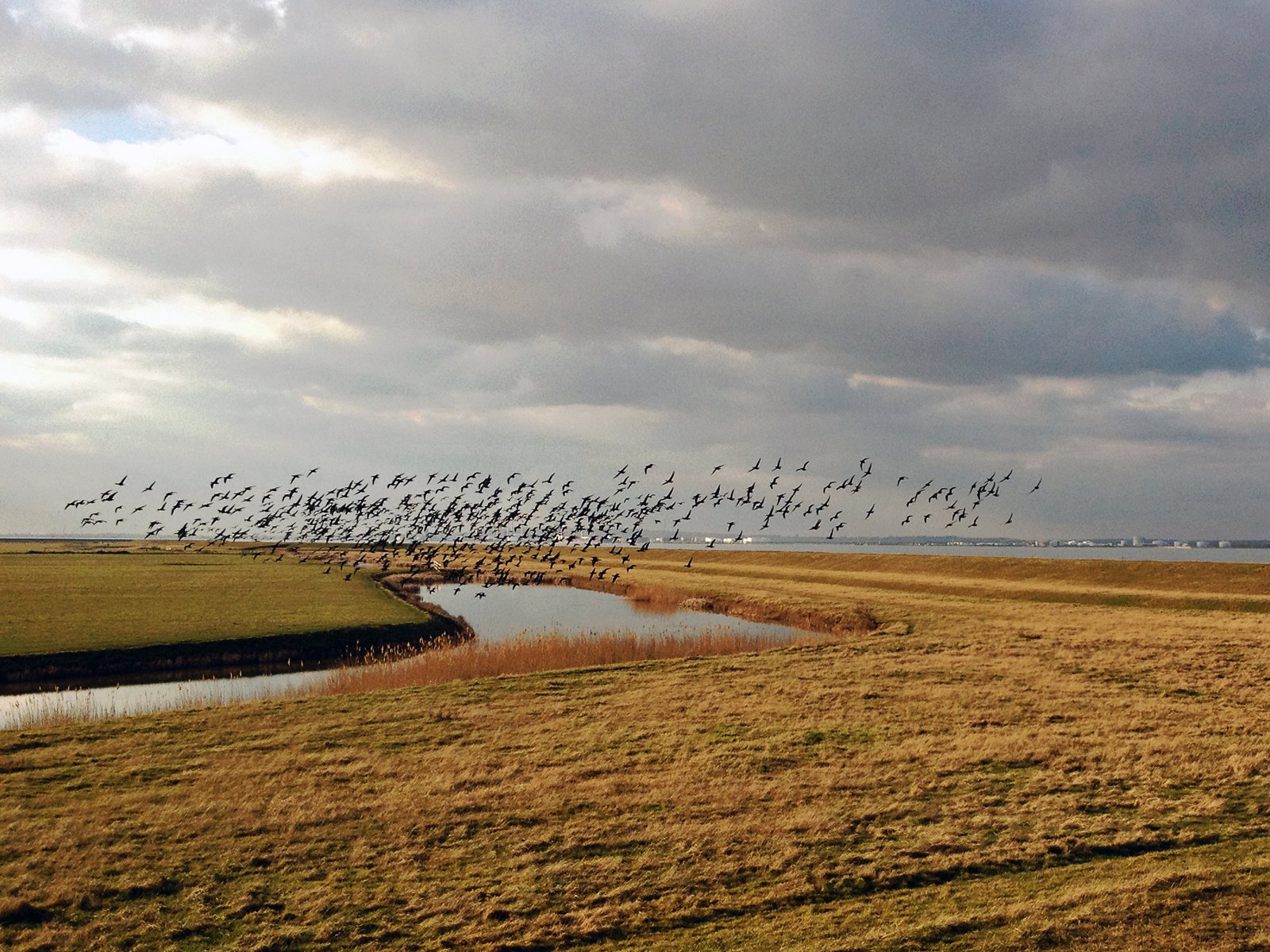 Wild Geese.jpg