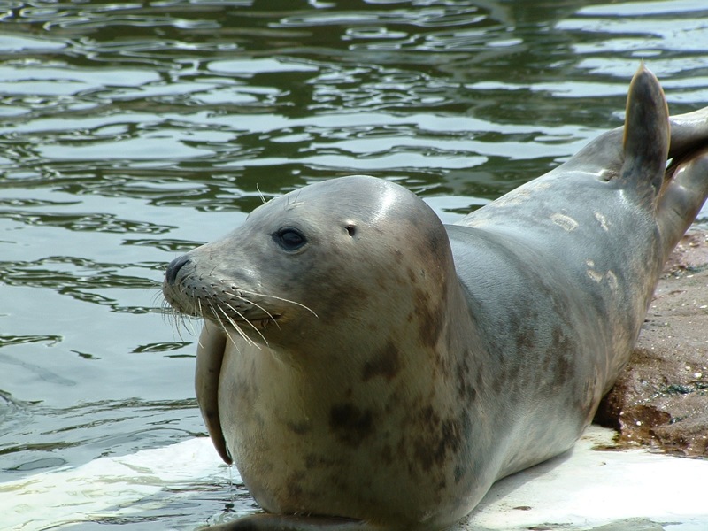 Wildlife Pic 3.jpg