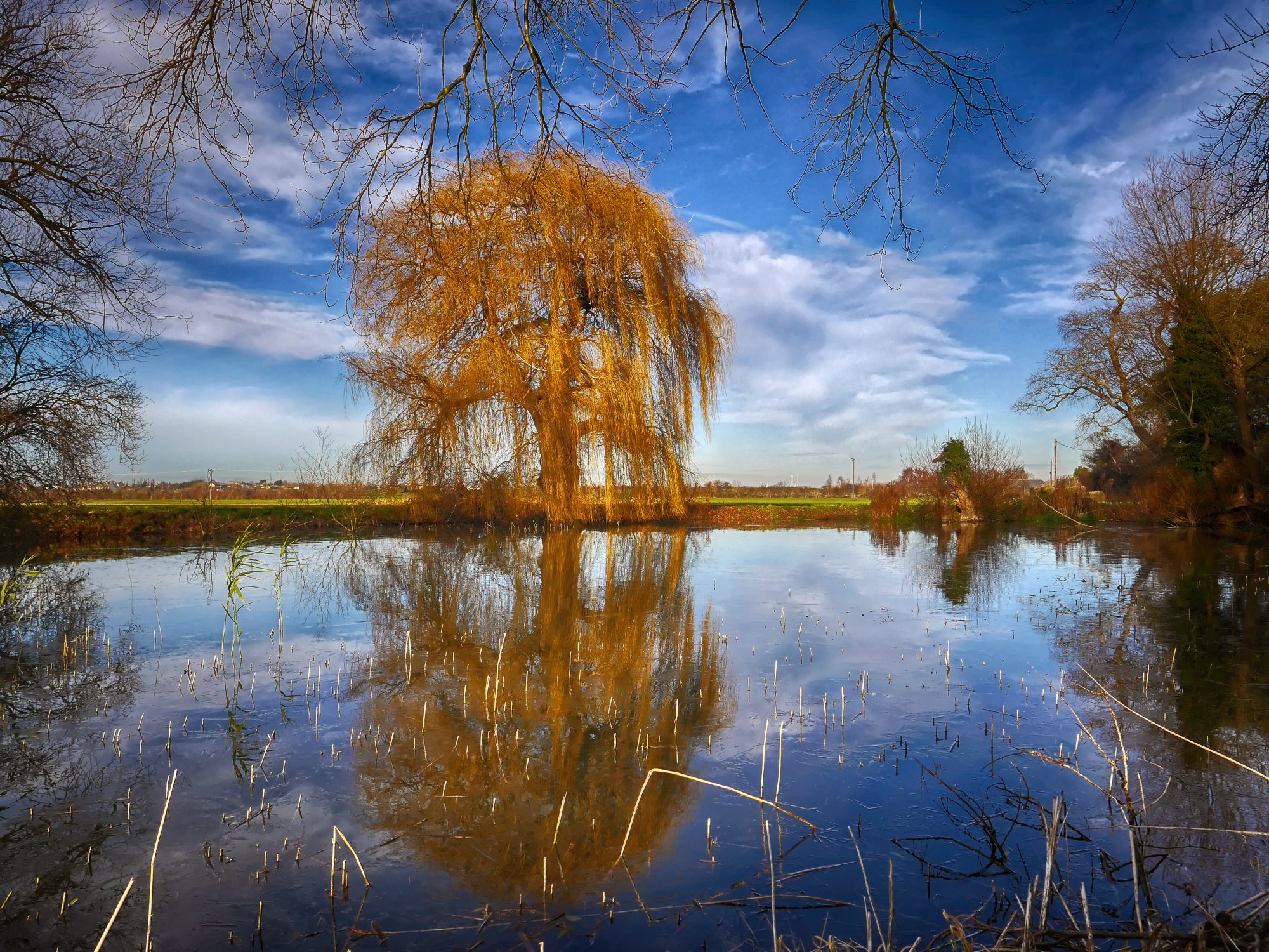 Willow in Winter.jpg