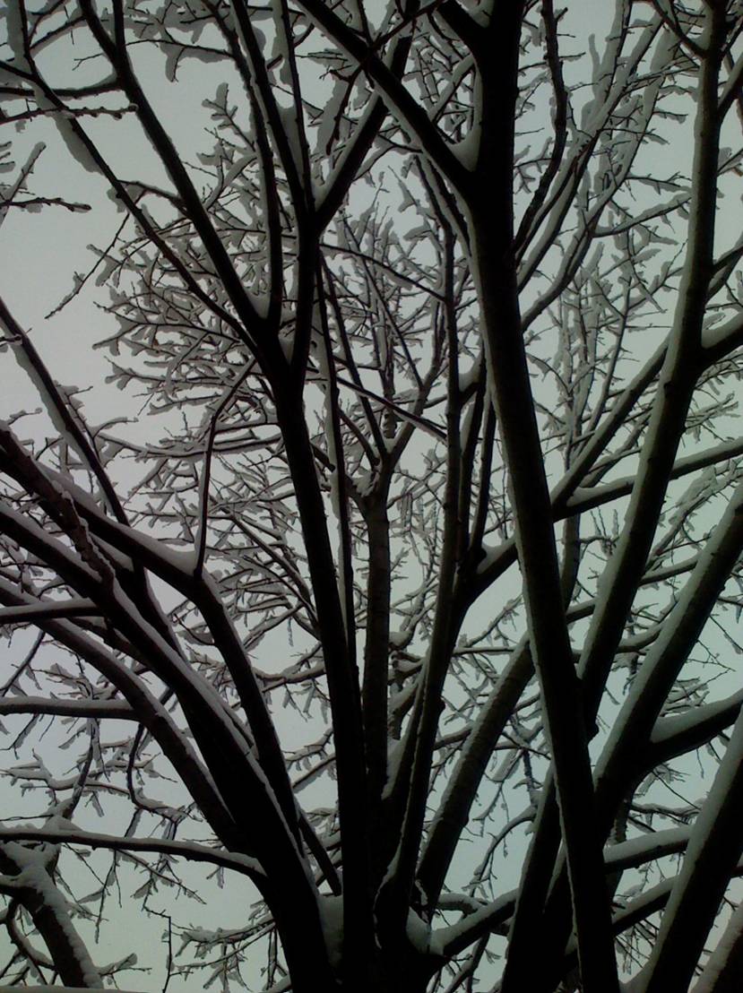 WindowTree.jpg