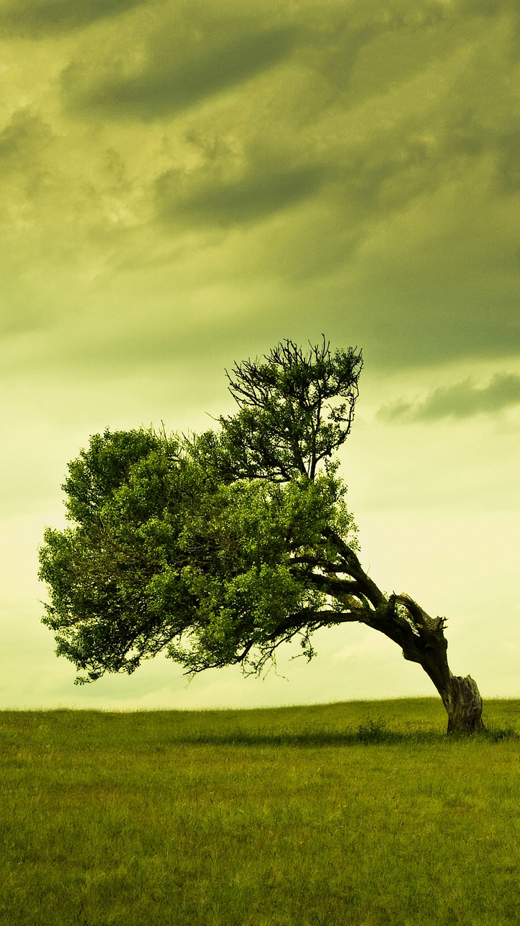 Windy Tree.jpg